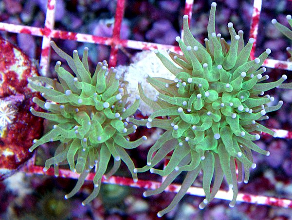 green torch coral